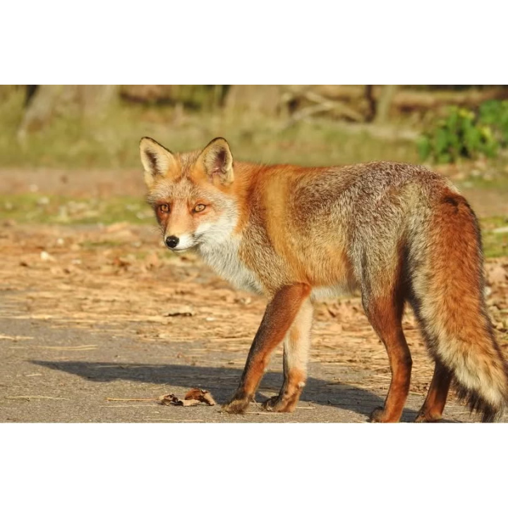 12.02.2025 Veterinárne opatrenia