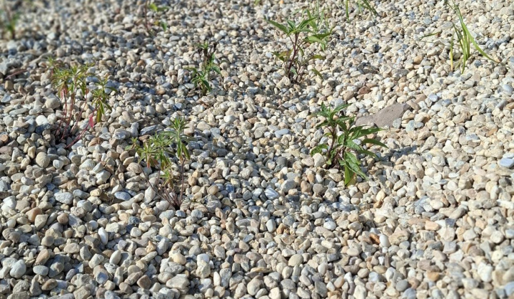 Hažín- dažďové záhony (II.etapa)