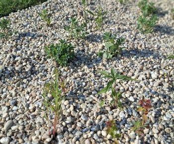 Hažín- dažďové záhony (II.etapa)