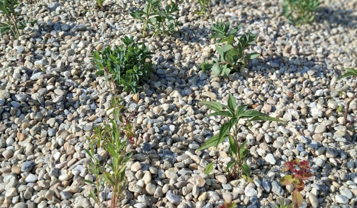 Hažín- dažďové záhony (II.etapa)