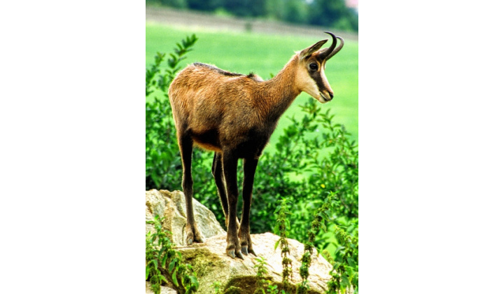 Zoo Košice